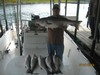 (07/27/2016) - Nice Striped Bass